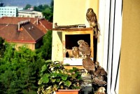 /album/a20-6-2013/z-loznice-jpg/